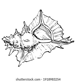 Ocean shells in black and white illustration. Isolated illustration element. Vector hand drawing wildflower for background, texture, wrapper pattern, frame or border.