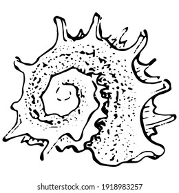 Cáscaras oceánicas en ilustración en blanco y negro. Elemento de ilustración aislado. Flor silvestre de dibujo manual vectorial para fondo, textura, patrón envolvente, marco o borde.
