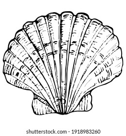Ocean shells in black and white illustration. Isolated illustration element. Vector hand drawing wildflower for background, texture, wrapper pattern, frame or border.