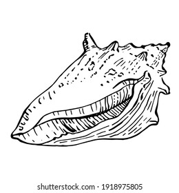 Ocean shells hand drawn isolated in black and white illustration.