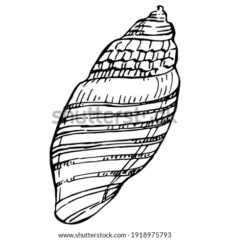 Ocean shells hand drawn isolated in black and white illustration.