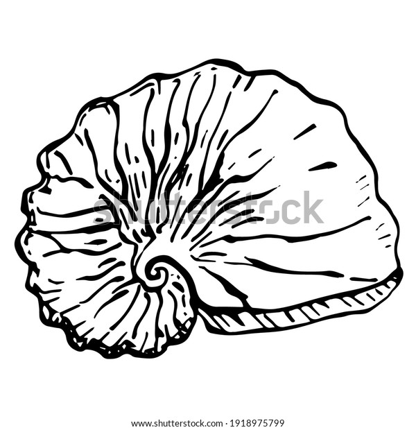 Ocean Shells Hand Drawn Isolated Black Stock Vector (Royalty Free ...