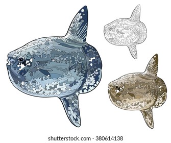 The ocean sunfish or common mola, vector image