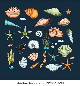 Ocean tropicar exotic set with sea shells and sea stars in different shapes and colors. Hand drawn summer marine graphic collection. Aquatic icons.