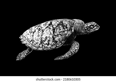 Ocean turtle on an isolated black background. Vector illustration .