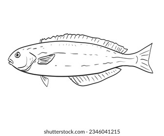 Ocean whitefish Side View Cartoon Drawing