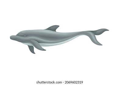 Oceanic Dolphin as Aquatic Placental Marine Mammal with Flippers and Large Tail Fin Closeup Vector Illustration