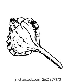 Oceanic shell, sketched in black and white ink. Vector marine illustration. A snail shell, twisted into spiral, from the underwater world, isolated on white background. For postcards and marine design