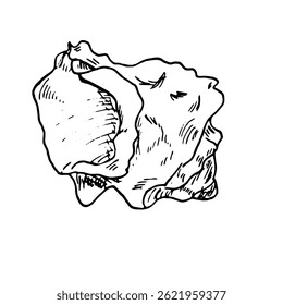 Oceanic shell, sketched in black and white ink. Vector marine illustration. A snail shell, twisted into spiral, from the underwater world, isolated on white background. For postcards and marine design