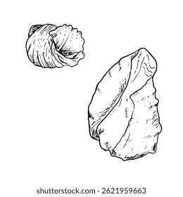 Oceanic shell, sketched in black and white ink. Vector marine illustration. Set of spiral shells from the underwater world of the ocean is isolated on white background. For postcards and marine design