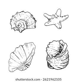 Oceanic shell, sketched in black and white ink. Vector marine illustration. Set of spiral shells from the underwater world of the ocean is isolated on white background. For postcards and marine design
