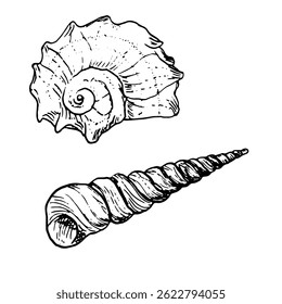 Oceanic shell, sketched in black and white ink. Vector marine illustration. Set of spiral shells from the underwater world of the ocean is isolated on white background. For postcards and marine design