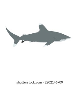 Oceanic whitetip shark, Carcharhinus longimanus lives in tropical waters. It also known as silvertip shark, shipwreck shark, and lesser white shark.