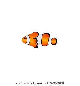 Ocellaris clownfish vector design, simple fish vector