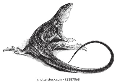 Ocellated Lizard (Lacerta ocellata) / vintage illustration from Meyers Konversations-Lexikon 1897