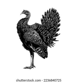 Ocellated Turkey hand drawing vector isolated on white background.