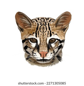 Ocelot, Bengal wild cat from multicolored paints. Splash of watercolor, colored drawing, realistic. Vector illustration of paints