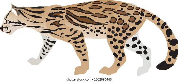 Ocelot, Costarica Wild Cat , South America - Vector