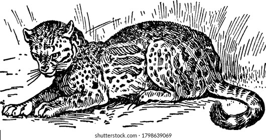 Ocelot, a digitigrade carnivorous mammal of the cat kind, is about 3 feet in length and its tail measures approximately 18 inches more, vintage line drawing or engraving illustration.
