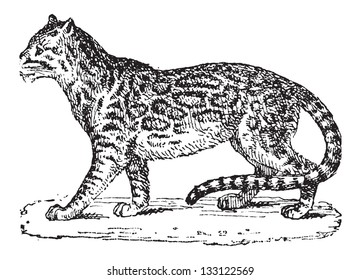 Ocelot or Dwarf Leopard or Leopardus pardalis, vintage engraved illustration. Dictionary of Words and Things - Larive and Fleury - 1895