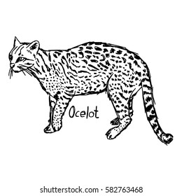 ocelot - vector illustration sketch hand drawn with black lines, isolated on white background