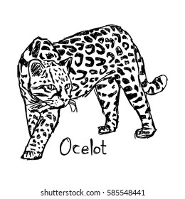 ocelot - vector illustration sketch hand drawn with black lines, isolated on white background