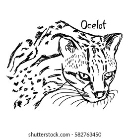 ocelot's head - vector illustration sketch hand drawn with black lines, isolated on white background