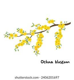 Ochna blossom Apricot blossom flat vector illustration isolated on white background. Element for Tet concept. Vietnamese traditional new year. Tet festival