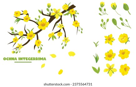 Ochna integerrima  tree branch vector. Ochna flower clip art. Vietnam traditional Tet flower vector, hoa mai. Apricot blossom. Flat vector in cartoon style isolated on white back ground