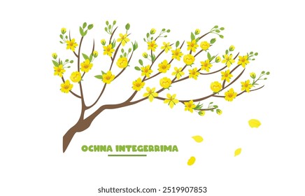 Ochna integerrima tree branch vector. Ochna flower clip art. Vietnam traditional new year flower clipart, hoa mai. Tet flower. Apricot blossom. Flat vector in cartoon style isolated on white.