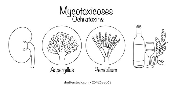 Las ocratoxinas son producidas por los hongos Aspergillus y Penicillium. Afectan los riñones y tienen efectos nefrotóxicos. Puede encontrarse en granos, café, vino y frutas secas. Vector médico.