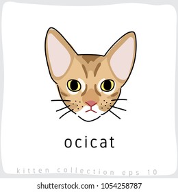 Ocicat : Cat Breed Collection : Vector Illustration