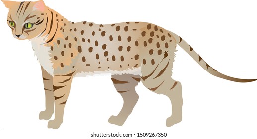 Ocicat, Hybrid  Siam And Abysinian Cat - Vector