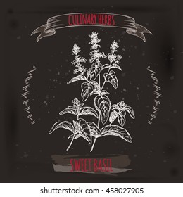 Ocimum basilicum aka Sweet basil vector hand drawn sketch placed on black grunge background. Culinary herbs collection. Great for cooking, medical, gardening design.