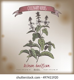 Ocimum basilicum aka Sweet basil color vector hand drawn sketch on vintage background. Culinary herbs collection. Great for cooking, medical, gardening design.