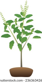 Ocimum tenuiflorum, commonly known as holy basil is an aromatic perennial plant in the family Lamiaceae. It is native to tropical and subtropical regions of Australia, Asia, and the western Pacific.