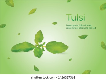 Tenuiflorum ócimo también conocido como Tulsi o hojas de Basil sagradas sobre un fondo verde