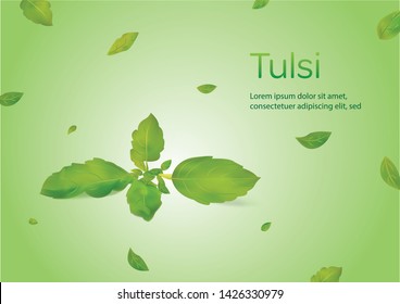 Ocimum tenuiflorum también conocido como Tulsi o Sagrado Basil sobre un fondo verde