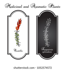 Ocotillo (Fouquieria splendens), or coachwhip, candlewood, slimwood, desert coral, Jacob cactus, medicinal plant. Hand drawn botanical vector illustration