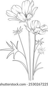 October birth flower black and white vector sketch illustration of floral ornament bouquet of Cosmos simplicity, Embellishment, zentangle design element for card printing coloring pages