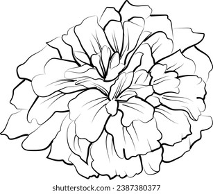 October birth flower, October marigold flower tattoo drawing marigold flower drawing, October birth flower tattoo designs, small October birth flowers tattoo, holigold flowers tattoo black and white