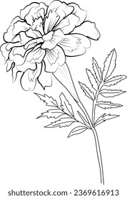 October birth flowers, October marigold flower tattoo drawing, marigold flowers drawing, October birth flower tattoo designs, small October birth flower tattoo, birth flower tattoos black and white