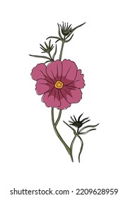 October birth month flower Cosmos colorful vector illustration. Petunia botanical hand drawn outline colored sketch. Perfect for modern jewelry, logo, tattoo, prints, invitations, wall art.