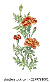 October birth month flower Marigold colorful vector illustration. Botanical plant hand drawn outline colored sketch. Perfect for modern jewelry, logo, tattoo, prints, invitations, wall art design.