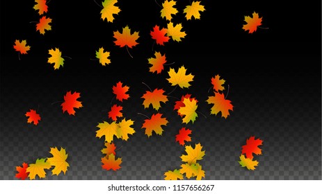 October Vector Background with Golden Falling Leaves. Autumn Illustration with Maple Red, Orange, Yellow Foliage. Isolated Leaf on Transparent Background. Bright Swirl. Suitable for Banners.