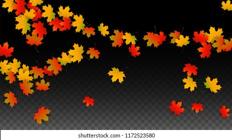 October Vector Background with Golden Falling Leaves. Autumn Illustration with Maple Red, Orange, Yellow Foliage. Isolated Leaf on Transparent Background. Bright Swirl. Suitable for Covers.