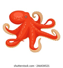 Octopus