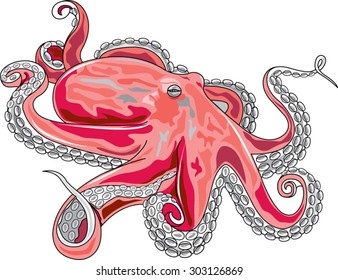 Octopus
