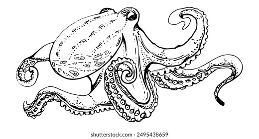 Pulpo cefalópodo molusco Vida marina, océano bajo el agua criatura animal, tinta y boceto dibujado a mano. Ilustración de un solo objeto, estilizado, aislado en blanco. Tienda de zoológicos, acuario, cosméticos, resort