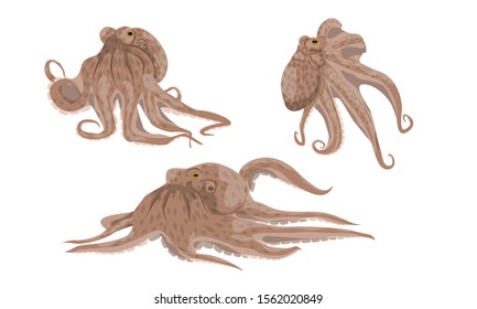 Octopus collection. Cephalopods, inhabitants of the warm tropical seas. Realistic vector animals.